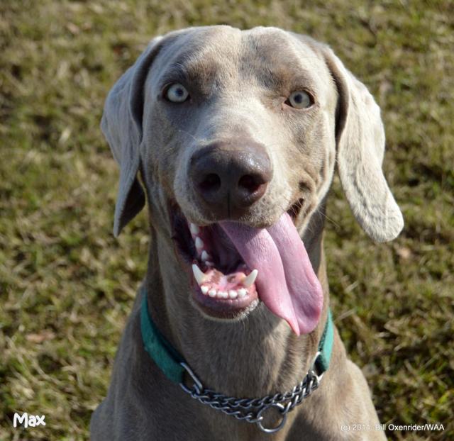 Max Tongue2